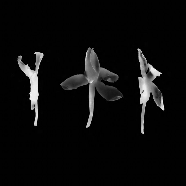 Nadim Asfar, Hyperimages, Beyrouth (Liban), 2001-2004, jet d’encre sur papier Awagami INBE 70 gr, 10 x 15 cm (chaque photogramme), Paris, collection de l’artiste © Nadim Asfar